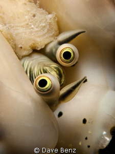 Hey...what´s up ??? by Dave Benz 